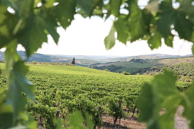 Chianti Wine Tour from Florence - Stop 2: Vineyard Walk, Cellars, Aromatic Garden, and a Strong Wine Flight