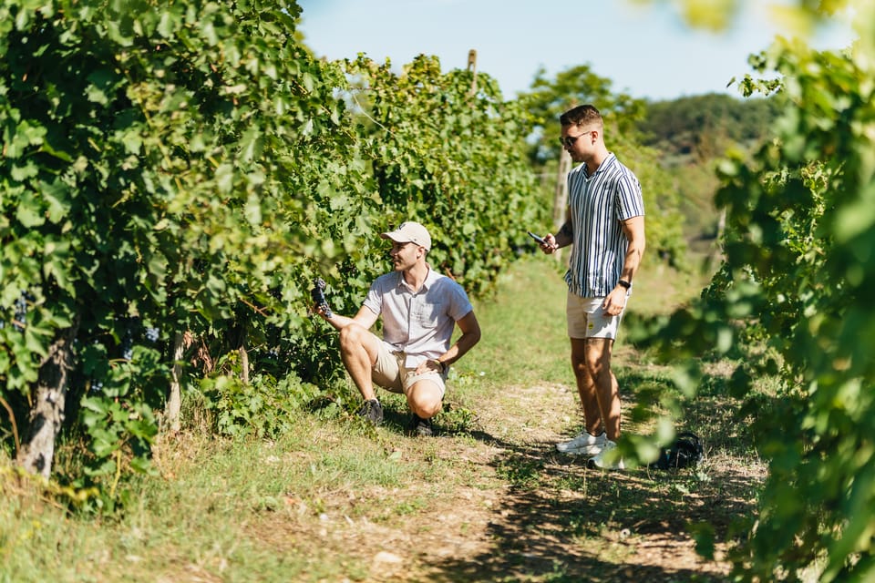 Florence: Chianti Wineries Tour with Wine Tasting - Timing, Group Size, and Buying Wine to Take Home