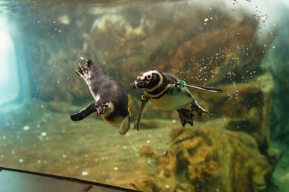 Genoa: Aquarium of Genoa Entry Ticket - Key highlights you can build your day around