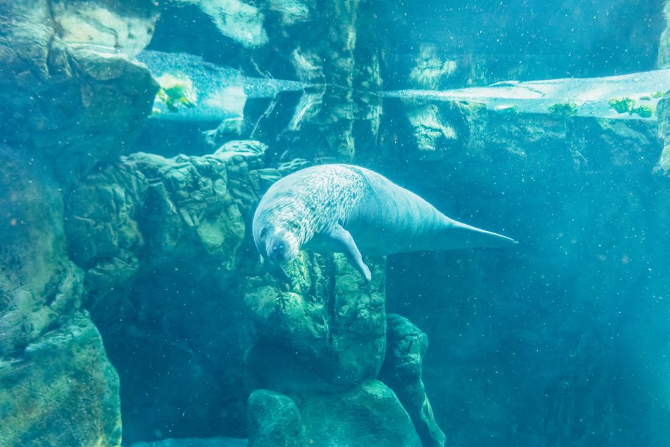 Genoa: Aquarium of Genoa Entry Ticket - Crowds, Heat, and Comfort: Small Tips That Matter