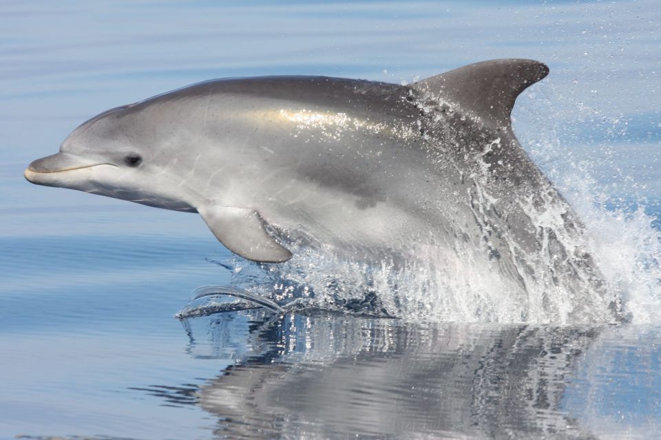 Golfo Aranci: Eco-Friendly Dolphin Watching Boat Trip - Key Things I’d Plan Around