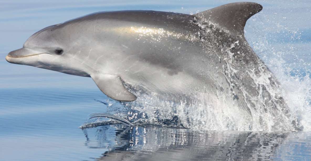 Golfo Aranci: Eco-Friendly Dolphin Watching Boat Trip - Zodiac Boat Comfort: Two-Crew Simplicity You’ll Notice