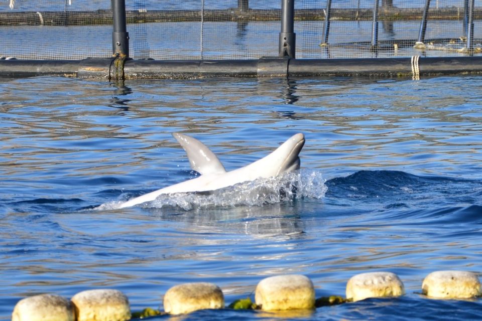Golfo Aranci: Eco-Friendly Dolphin Watching Boat Trip - The Dolphin Spotting Game Plan: Figarolo’s Pods and How You’ll See Them