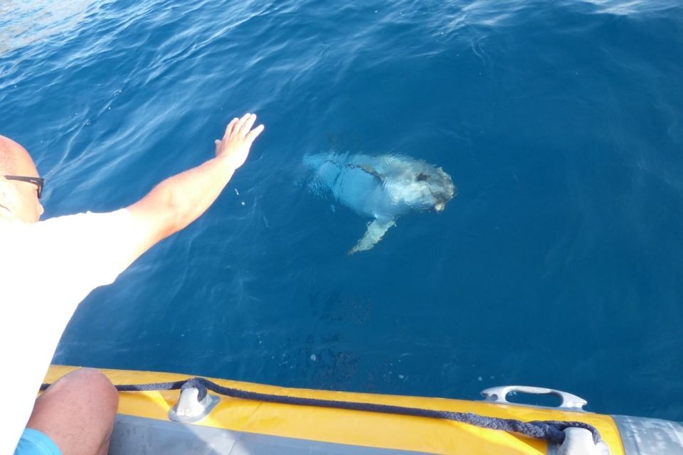 Golfo Aranci: Eco-Friendly Dolphin Watching Boat Trip - Timing Matters: Morning Often Feels Easier on Your Body