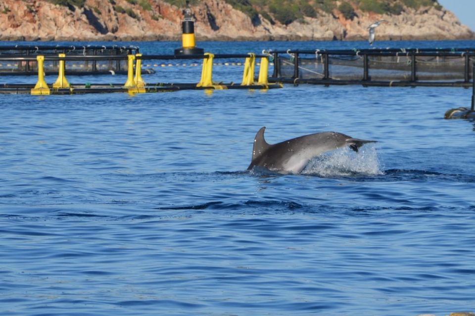 Golfo Aranci: Eco-Friendly Dolphin Watching Boat Trip - Should You Book Golfo Aranci Dolphin Watching With DST Sardegna?