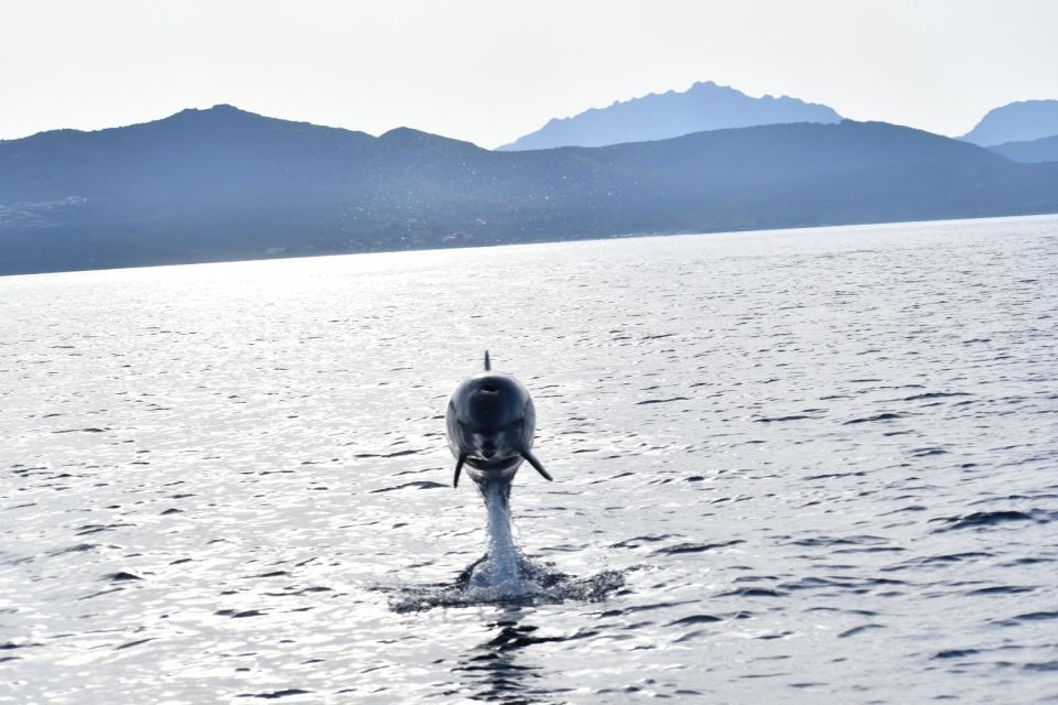 Golfo Aranci: Eco-Friendly Dolphin Watching Boat Trip - Eco-Friendly Dolphin Watching With Real Conduct Rules