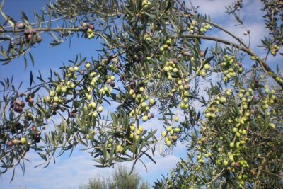 Sorrento Farm and Food Experience including Olive Oil, Limoncello, Wine tasting - La Masseria Farm: A Working Fourth-Generation Property, Not a Museum Stop